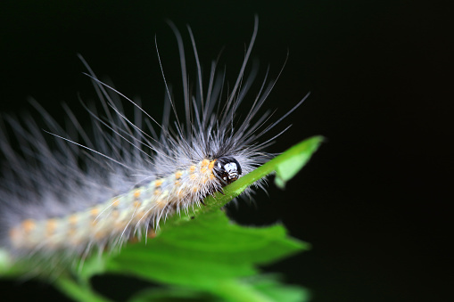 Lepidoptera larvae in the wild, North China