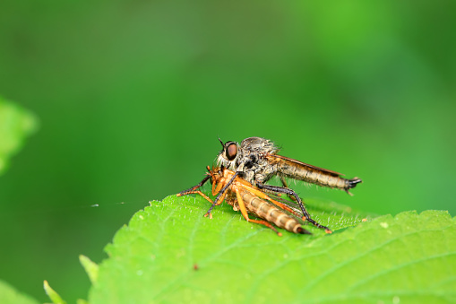 Insectivorous Gadfly in the wild, North China