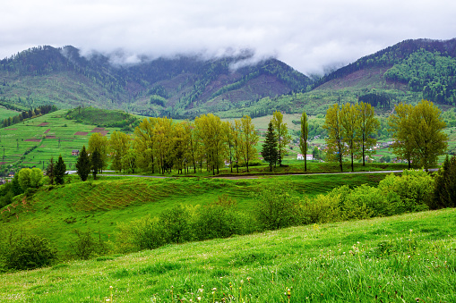 road through mountainous countryside in spring. carpathian landscape of ukraine on a rainy day