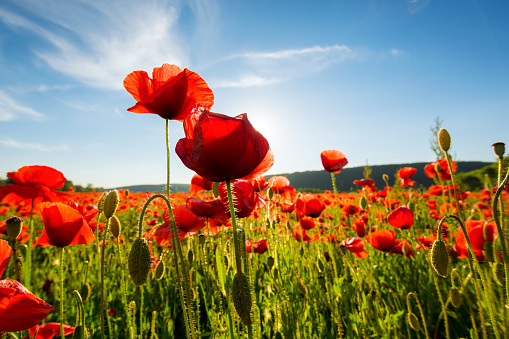 wild poppy flowers blooming in the field. summer nature scenery beneath a blue sky in evening light