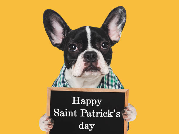 istock Happy St. Patrick's Day. Lovable, pretty puppy 2022731783