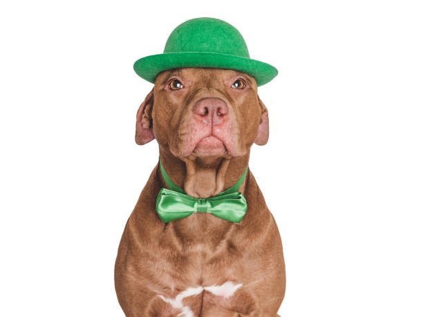 istock Lovable, pretty puppy and a bright green hat 2022733355