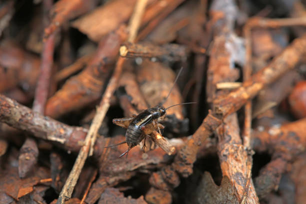 Crickets in the wild, North China