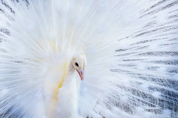 Photo of white peacock with open tail