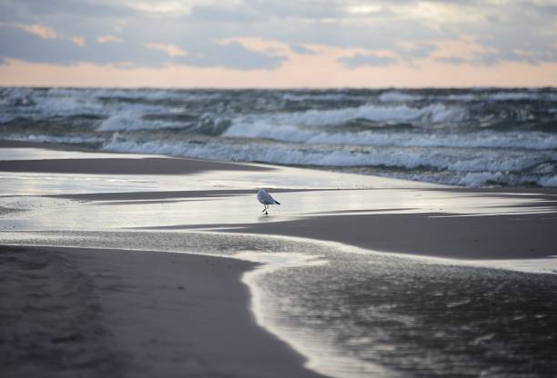 seagulls on the seashore. Baltic Sea, Poland