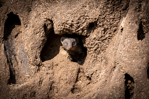 The common dwarf mongoose (Helogale parvula) is a mongoose species native to Angola, northern Namibia, KwaZulu-Natal in South Africa, Zambia and East Africa.