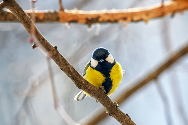 istock Bird - Blue tit on winter background, winter time 2022745681