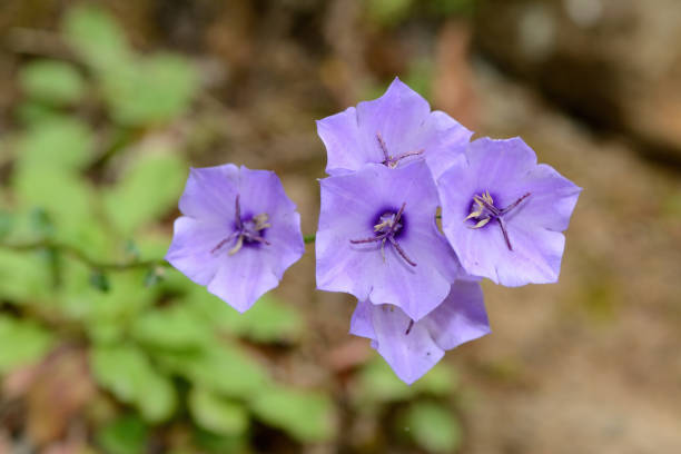 istock Campanula flowers close up in the wild. 2022746753