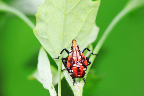 Hemiptera wax Cicadellidae insects on wild plants, North China