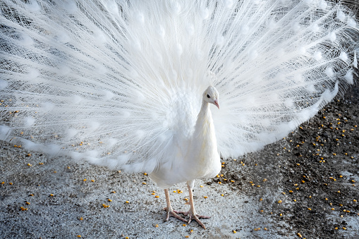 Closeup of the head of a hen with red feathers.