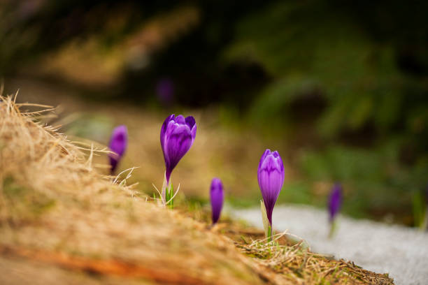 Early Spring Crocus in Snow series: shallow depth of field