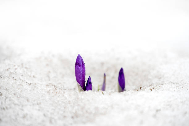 Early Spring Crocus in Snow series: shallow depth of field