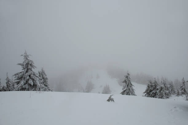 Winter landscape in a forest in the mountains. Blizzard.