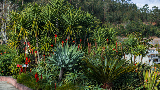 Green exotic bushes with palm trees and flowers on the island of Madeira