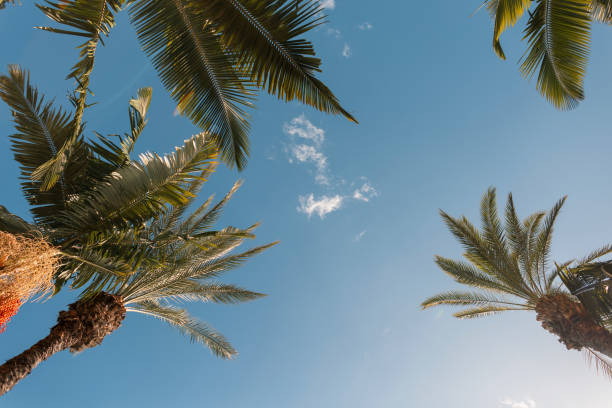 Beautiful palm trees and blue sky, view from below. Summer vacation on the ocean, concept