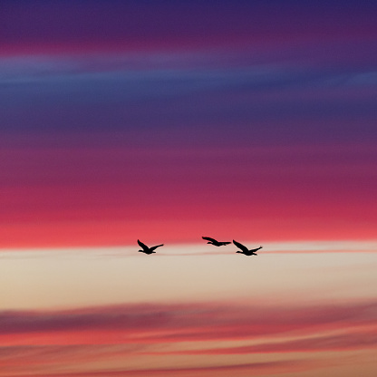 Side view close-up of three geese in silhouette flying by with spread wings at a dramatic, moody sunset