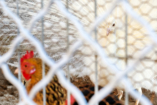 white peacock and roosters in their cage