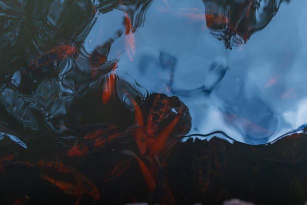 Pond with red koi in the garden. water with fish