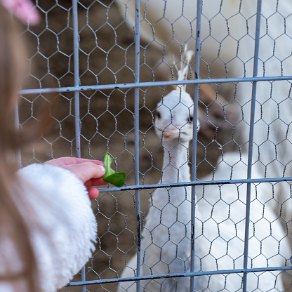 girl feeding a female white peacock in a cage