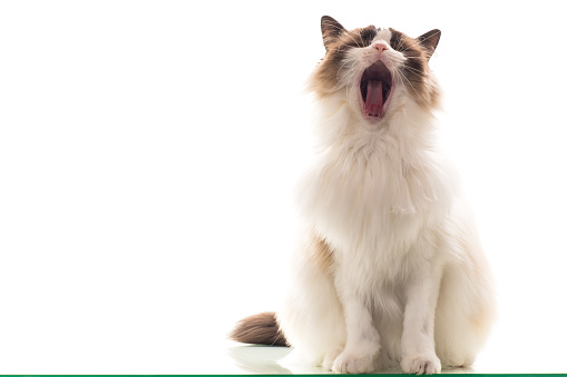 Beautiful young healthy Ragdoll cat isolated on a white background.