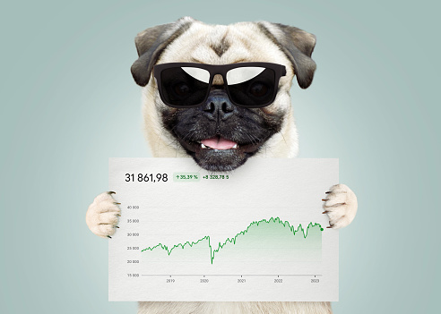 Cool successful business trader funny pug dog with sunglasses holding a white card with statistics and sales analytics. Business, crypto and investment, creative idea. Growing the economy, concept