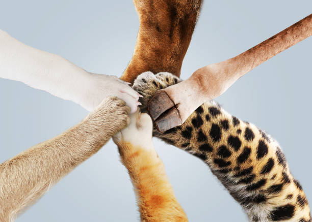 istock Funny animals keep their paws together, top view. Teamwork and success, creative idea. Lion, dog, cat, monkey, leopard and giraffe together. Business and work. Help concept 2022784279