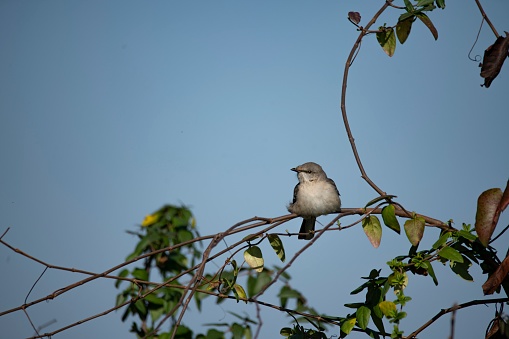 The Northern Mockingbird (Mimus polyglottos), a bird known for its mimicking ability.