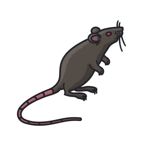 Vector illustration of Rat standing on hind legs isolated vector illustration