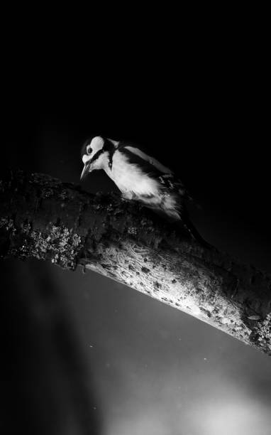 istock Great Spotted Woodpecker (Dendrocopos major) on a branch 2022820912