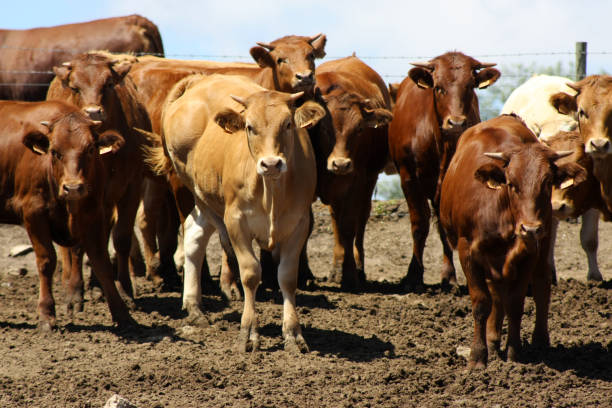 istock Herd of brown cows. 2022826230