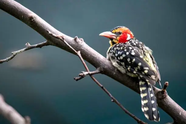 The Red-and-Yellow Barbet (Trachyphonus erythrocephalus), a bird from Eastern Africa.