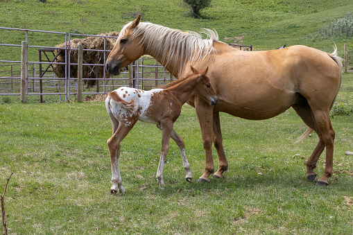 Rural scene of a gold colored mare standing guard over her young roan colored foal outdoors in a green pasture on a farm.