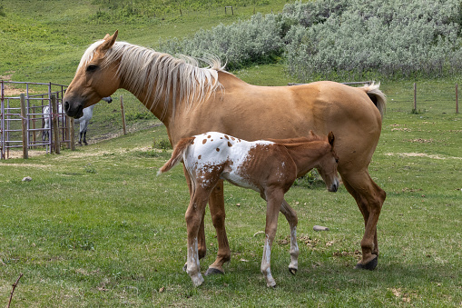 A yellow palomino mare standing in a green pasture on a farm with her roan colored Appaloosa foal next to her.