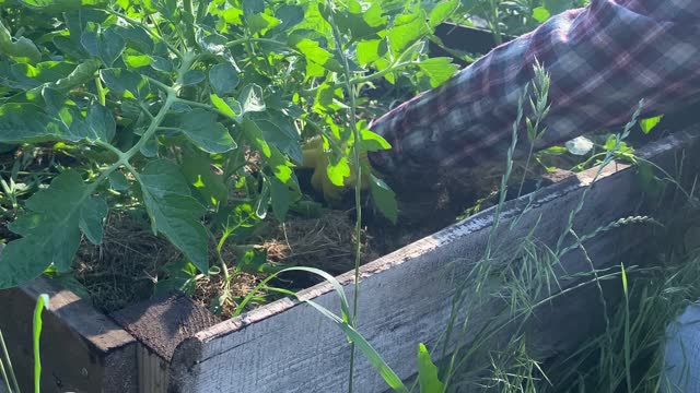 Woman Caring for Organic Tomato Plants in Raised Bed