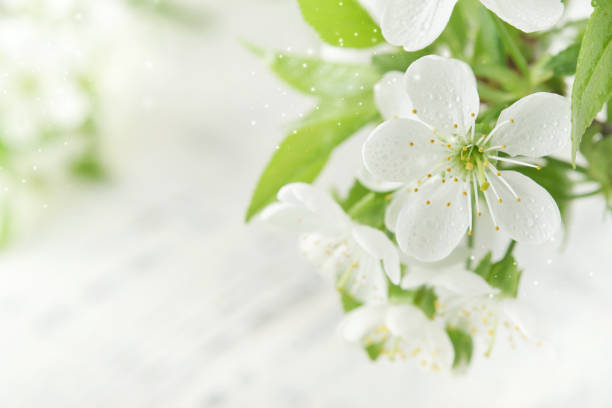 Spring background with white apple or cherry blossoms and wooden background. Easter or Passover spring greeting cards with copy space. Natural plants landscape, ecology, fresh wallpaper concept Mockup