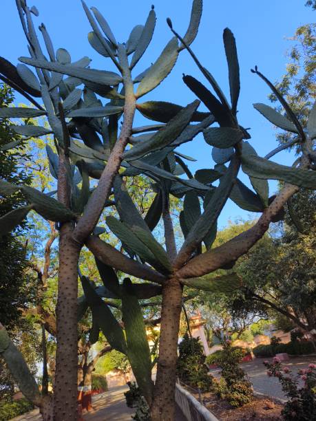istock The Opuntia rubescens, Consolea rubescens 2022867391