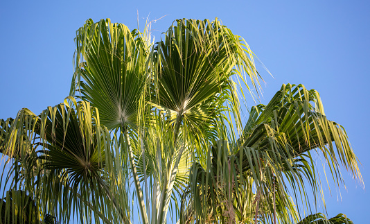 Palm tree against the blue sky. nature in the tropics