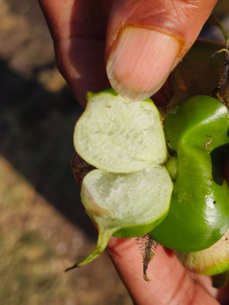 istock Inside of water hyacinth ( Eichhornia crassipes) 2022874871