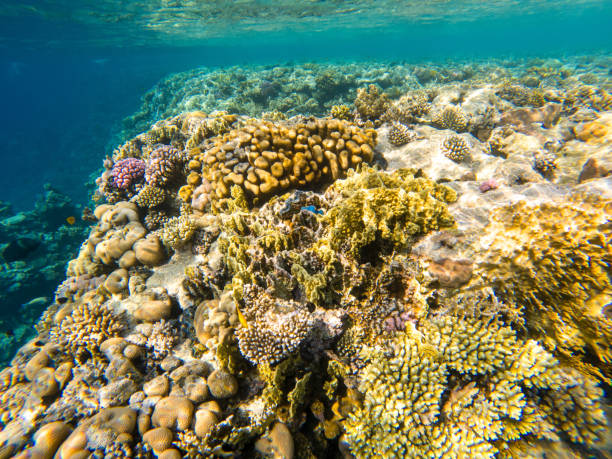 istock Coral reef under sea water. 2022877557