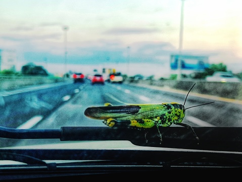 Grasshopper hold windshield wiper on car on street with cars on the rode in background