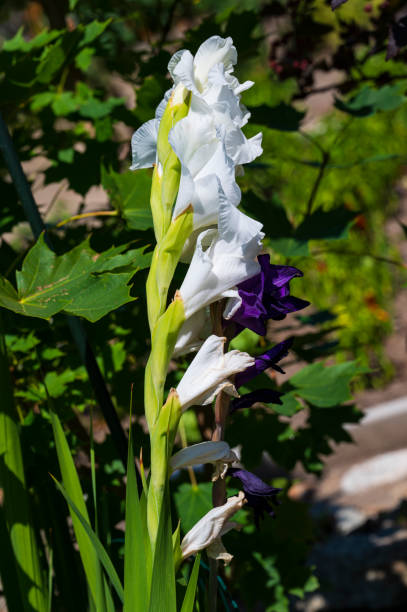 istock Close-up of a white Gladiolus flower with a blurred background. 2022878727