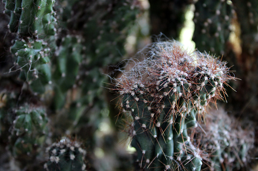 Old cactus close-up. Home plant.