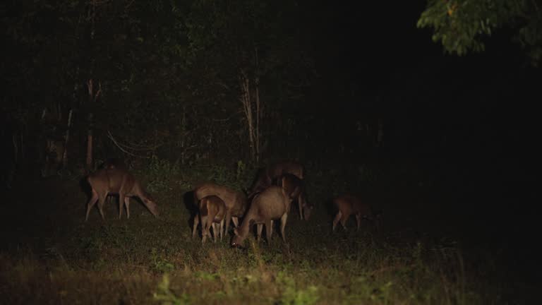 Dear are walking to searching their food in night, Night safari.