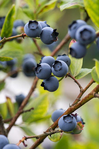 Close-up view of ripe blueberries clustered together on a thin branch. The berries exhibit varying shades of blue and purple, with a soft, powdery texture on their surface. Surrounding the berries are green leaves, providing contrast and emphasizing their vibrant colors.
