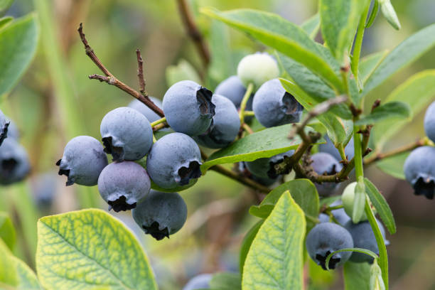 istock Close-up view of ripe blueberries clustered together on a thin branch. 2022939375