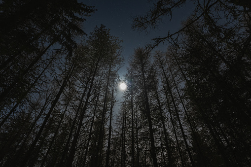 Bright moon and starry sky, view through the night forest in winter. High quality photo