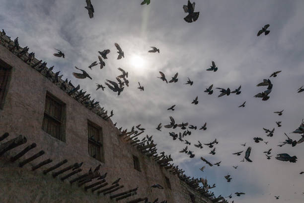 A flock of pigeons flies up from a traditional mud walled house into the hazy clouds and sunlight of the afternoon sun in Doha's old souk