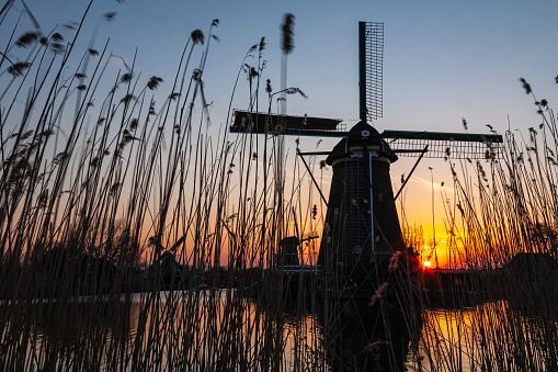 A traditional windmill stands among the reeds as the sun sets at Kinderdijk ,Holland