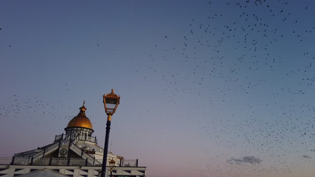 4K:Real time video of starlings at sunset