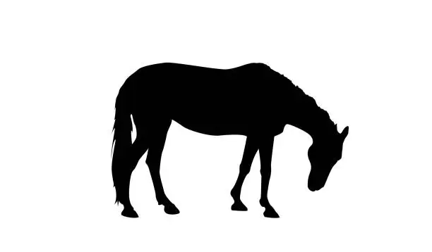 Vector illustration of Grazing Horse Silhouette Isolated on White